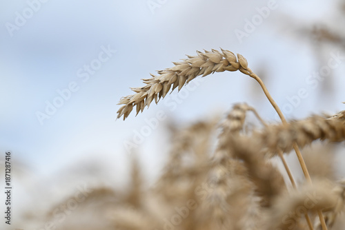 wheat, field, agriculture, nature, grain, plant, cereal, summer, crop, grass, farm, yellow, sky, corn, food, rye, ear, bread, harvest, autumn, rural, seed, gold, grow, golden