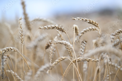 wheat, field, agriculture, nature, grain, plant, cereal, summer, crop, grass, farm, yellow, sky, corn, food, rye, ear, bread, harvest, autumn, rural, seed, gold, grow, golden