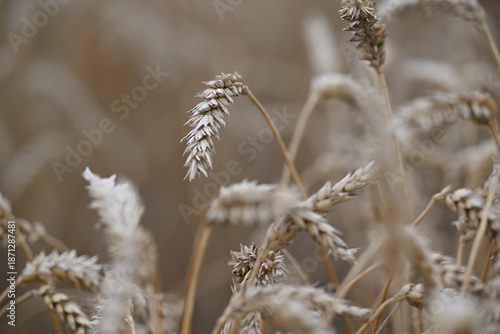 wheat, field, agriculture, nature, grain, plant, cereal, summer, crop, grass, farm, yellow, sky, corn, food, rye, ear, bread, harvest, autumn, rural, seed, gold, grow, golden