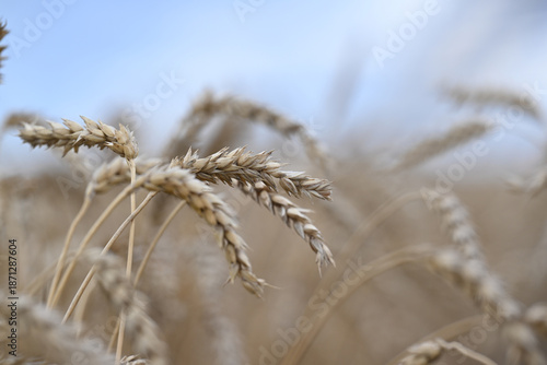 wheat, field, agriculture, nature, grain, plant, cereal, summer, crop, grass, farm, yellow, sky, corn, food, rye, ear, bread, harvest, autumn, rural, seed, gold, grow, golden