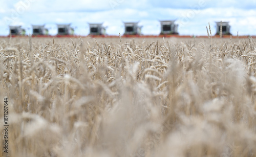 wheat, field, agriculture, nature, grain, plant, cereal, summer, crop, grass, farm, yellow, sky, corn, food, rye, ear, bread, harvest, autumn, rural, seed, gold, grow, golden