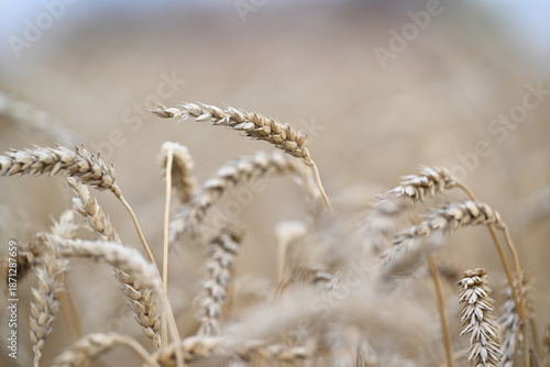 wheat, field, agriculture, nature, grain, plant, cereal, summer, crop, grass, farm, yellow, sky, corn, food, rye, ear, bread, harvest, autumn, rural, seed, gold, grow, golden