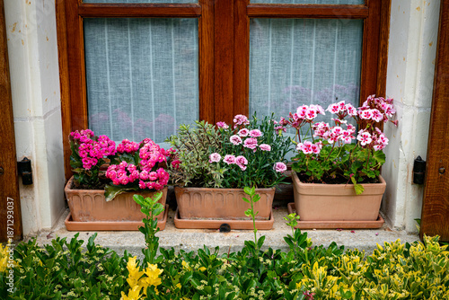 Window Box Flowers in Terracotta Planters by Wooden Window Frame
