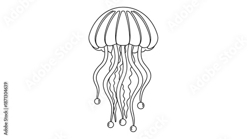 Elegant black and white line art illustration of a jellyfish showing its rounded bell and long trailing tentacles with small bulbous ends.