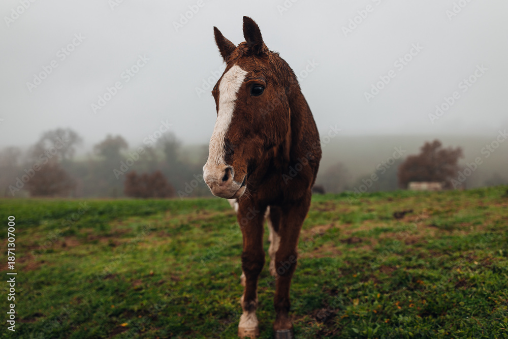 Fototapeta premium Horses Grazing on a Farm Early in the Morning