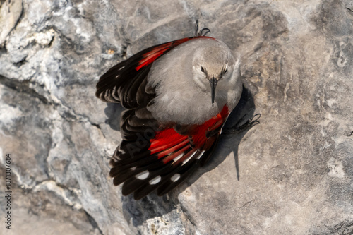 Picchio muraiolo ( Tichodroma muraria )
