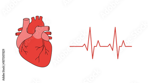 Human anatomical heart illustration placed next to a red pulse line representing cardiology healthcare and monitoring of vital signs.