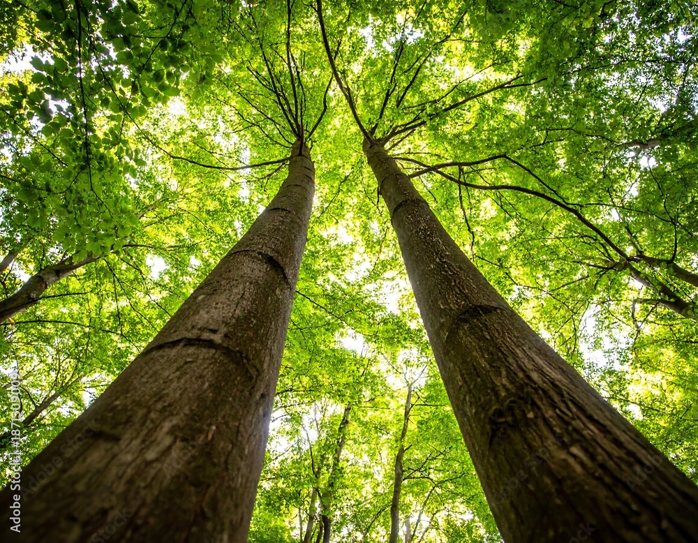 Fototapeta premium A perspective from the forest floor looking up towards two tall, mature tree trunks. Sunlight filters through the canopy