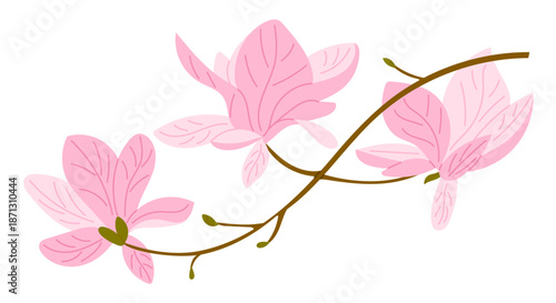 Pink magnolia flowers on a curved branch isolated on white background in soft pastel colors. The illustration represents spring beauty, nature elegance and floral harmony