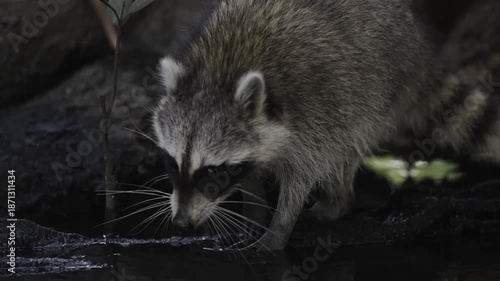 Racoon walking near water