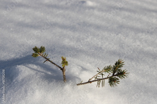New plant grows through snow in a cold winter landscape during daylight hours