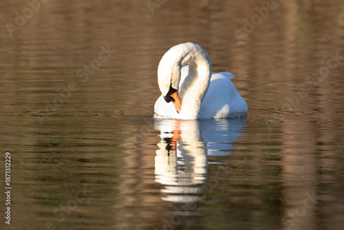 A swan floating on a lake and looking at it's own reflection.