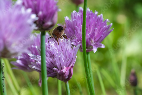 Wallpaper Mural A bee perched on a vibrant purple flower in a garden setting, emphasizing the delicate details of nature. Torontodigital.ca