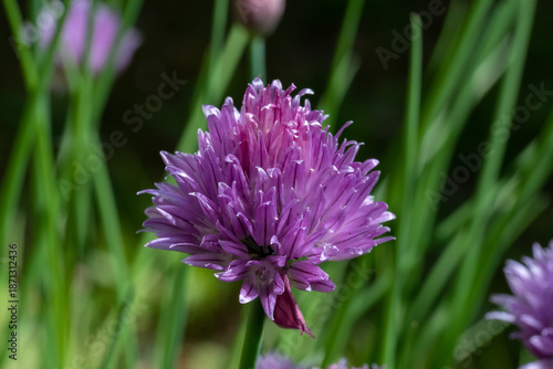 Wallpaper Mural A vibrant cluster of chive blossoms in full bloom, emphasizing their intricate beauty against a blurred green backdrop Torontodigital.ca