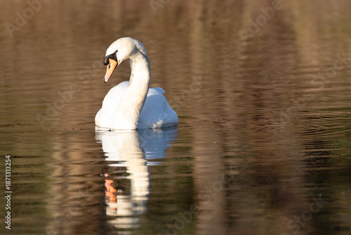 A swan floating on a lake and looking at it's own reflection.
