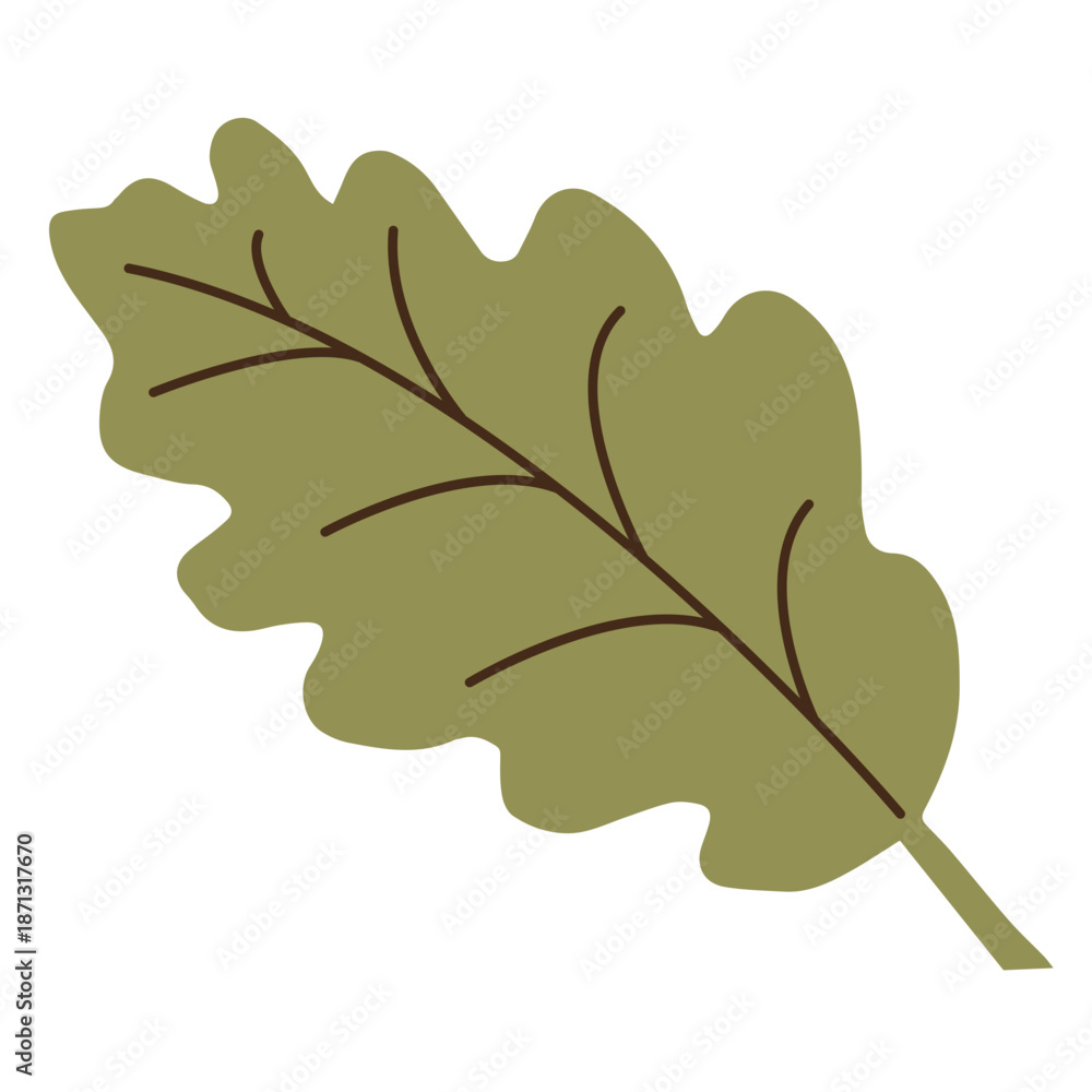Obraz premium Single Olive Green Oak Leaf