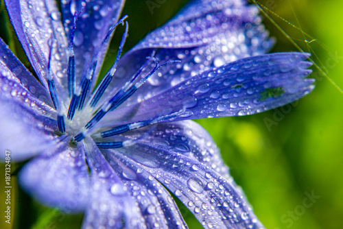 Quadro su tela Blue chicory flower with dew drops in spring

Description (EN):