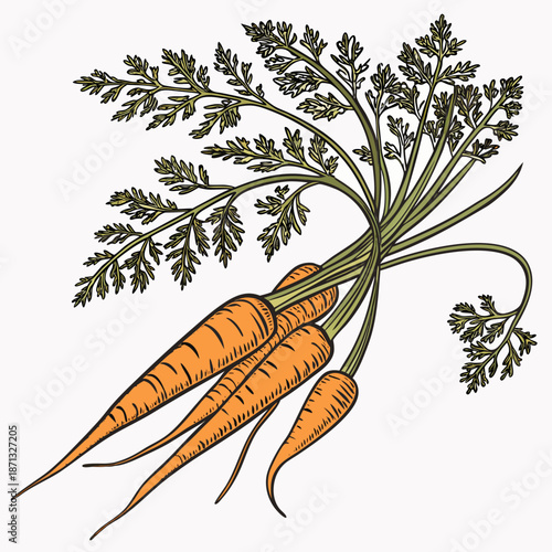 Bunch of orange carrots with green leafy tops
