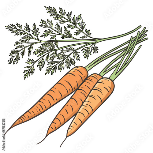 Bunch of three orange carrots with green leafy tops 1