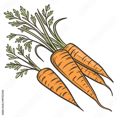 Bunch of three orange carrots with green leafy tops 3