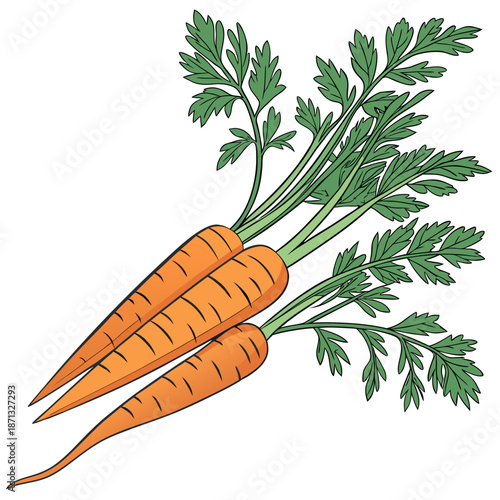 Two orange carrots with green leafy tops vegetables