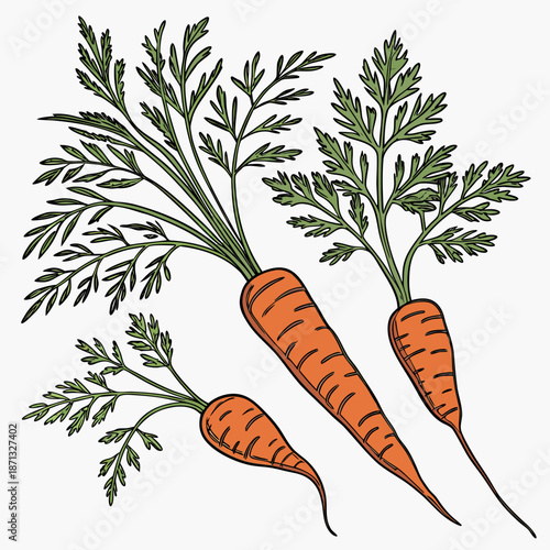 Group of carrots varying in size with intact green leafy tops