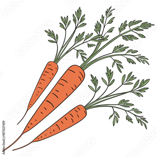 Row of three long tapered orange carrots with green delicate leaves