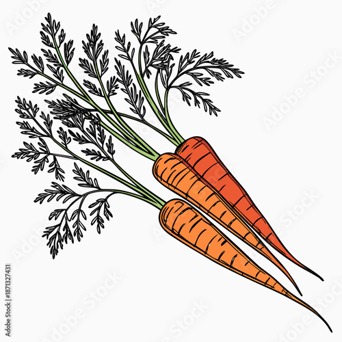 Tightly bundled root carrots with slender green tops