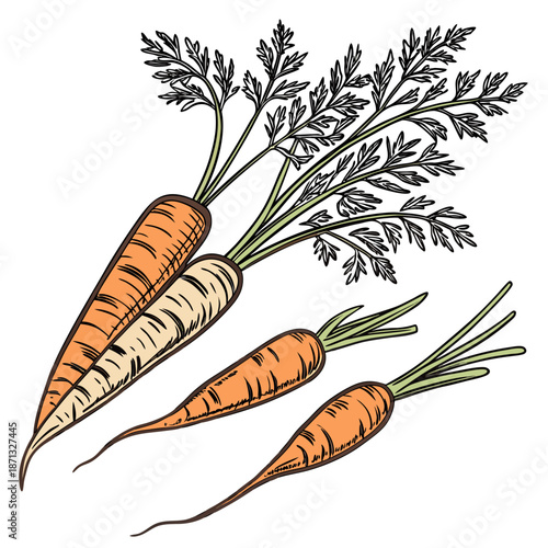 Bunch of orange and white carrots with green leaves