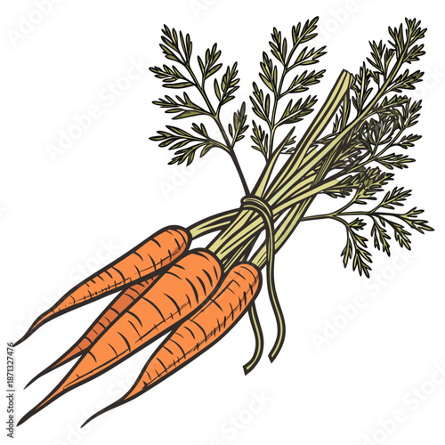 Bunch of three orange carrots tied at green stems with leafy tops