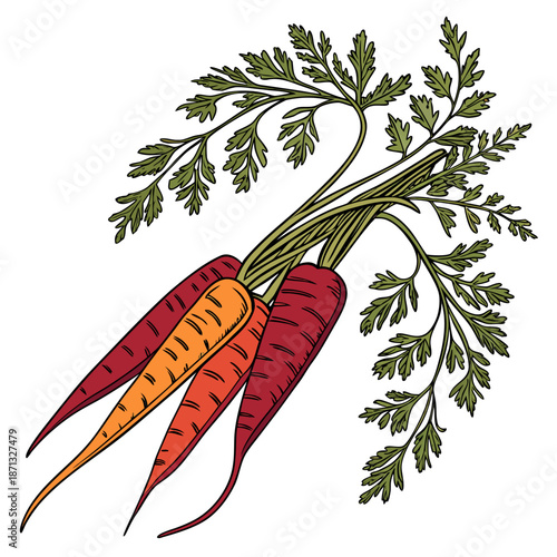 Colorful carrots with green leafy tops vegetables root vegetables