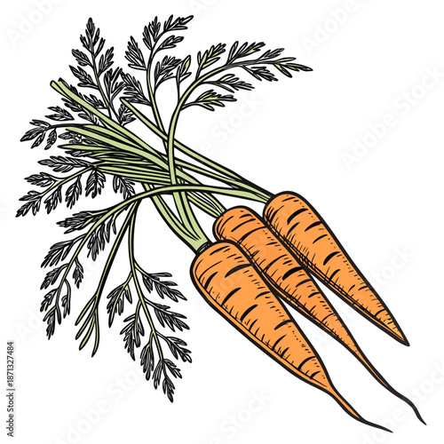 Bunch of three orange carrots with green leafy tops 5