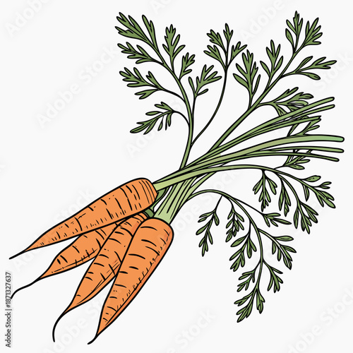 Bunch of three orange carrots with green leafy tops 6