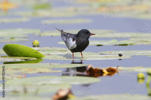 Single and group white-winged black terns (Chlidonias leucopterus) are photographed perched on aquatic vegetation leaves against a blurred background