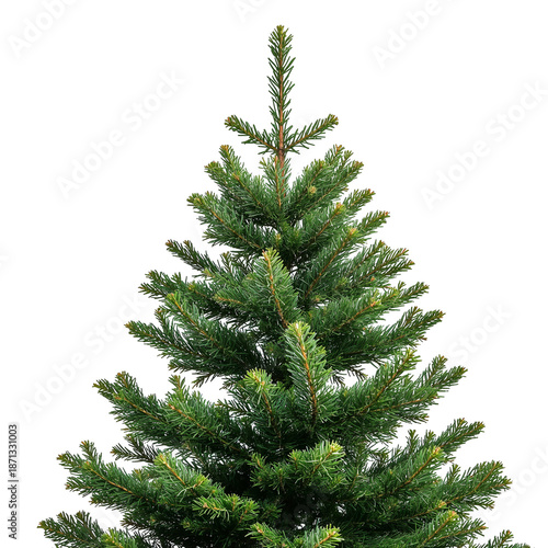 Green Pine Branches Create a Natural Border on a White Background for Various...
