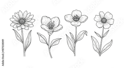Botanical sketch collection featuring four different types of blooming flowers with detailed leaves in a black and white style.