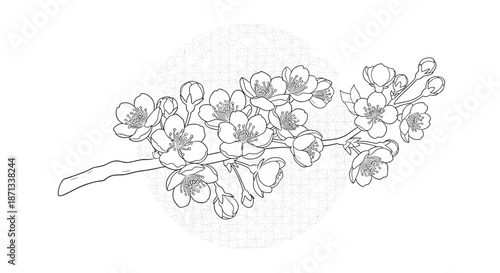 Delicate branch of blooming cherry blossoms or plum flowers in a refined line art style, symbolizing spring, nature, and floral beauty.