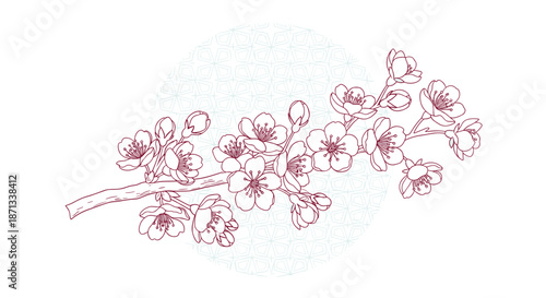 Beautiful branch of cherry blossoms with many delicate flowers and buds in hand drawn line art style on white.