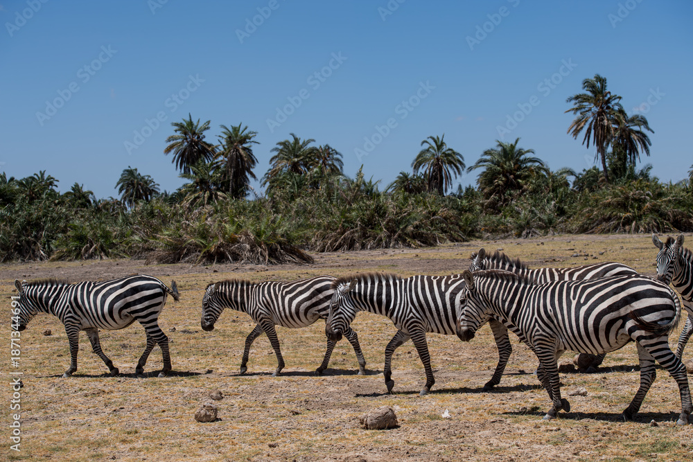 Obraz premium zebras in africa