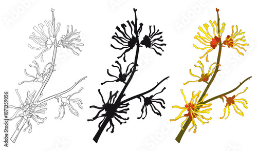 Set with outline bunch of witch hazels or Hamamelis flowers in black and color isolated on white background.
