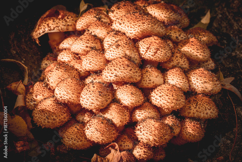 inedible forest mushrooms