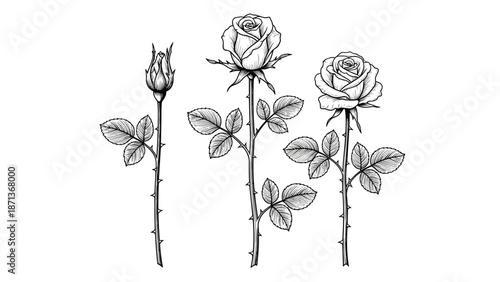 Set of three hand-drawn roses in different stages of blooming from bud to full flower on thorny stems in a vintage style.