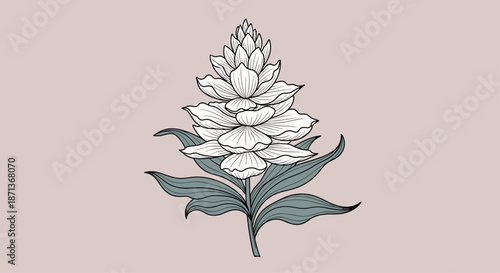 Detailed botanical illustration of a salvia plant with layered petals and textured leaves in soft green and white tones.