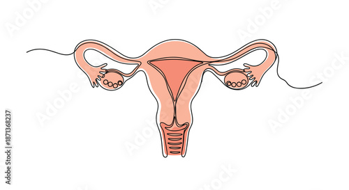 Female reproductive system including the uterus and ovaries is illustrated in a clean continuous line drawing with pink accents.
