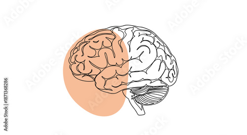 Scientific illustration of the human brain with detailed lobes and a soft peach color wash highlighting the creative side.