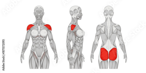 Fitness female muscle anatomy. Slim muscular woman silhouette front, side and back view. Infografic outline scheme poster. Vector illustration.
