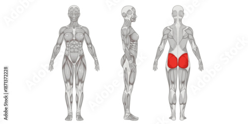 Fitness female muscle anatomy. Slim muscular woman silhouette front, side and back view. Infografic outline scheme poster. Vector illustration.
