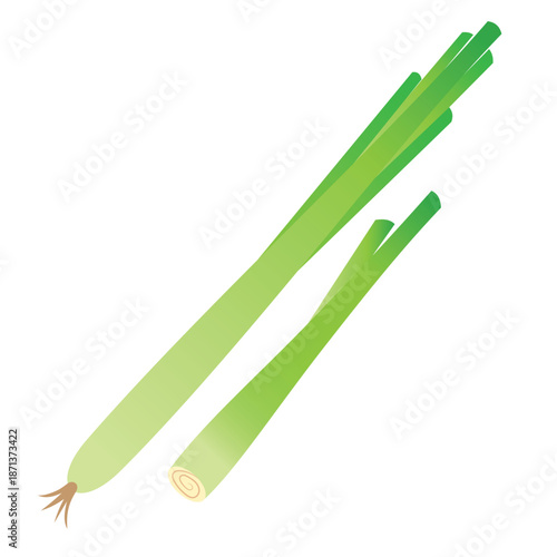 Fresh Lemongrass Vector Illustration Isolated on White Background, Aromatic Tropical Herb for Cooking, Herbal Tea, and Natural Medicine