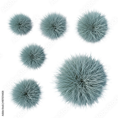 six tightly formed clumps of hyperdetailed blue fescue grass in steel blue-green tones, flat lay studio product shot with no shadows on transparent background, botanical study and commercial design