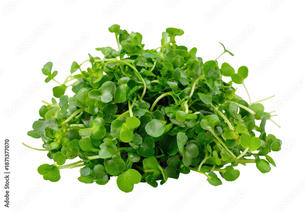 Obraz premium Close-up of fresh, vibrant green microgreens